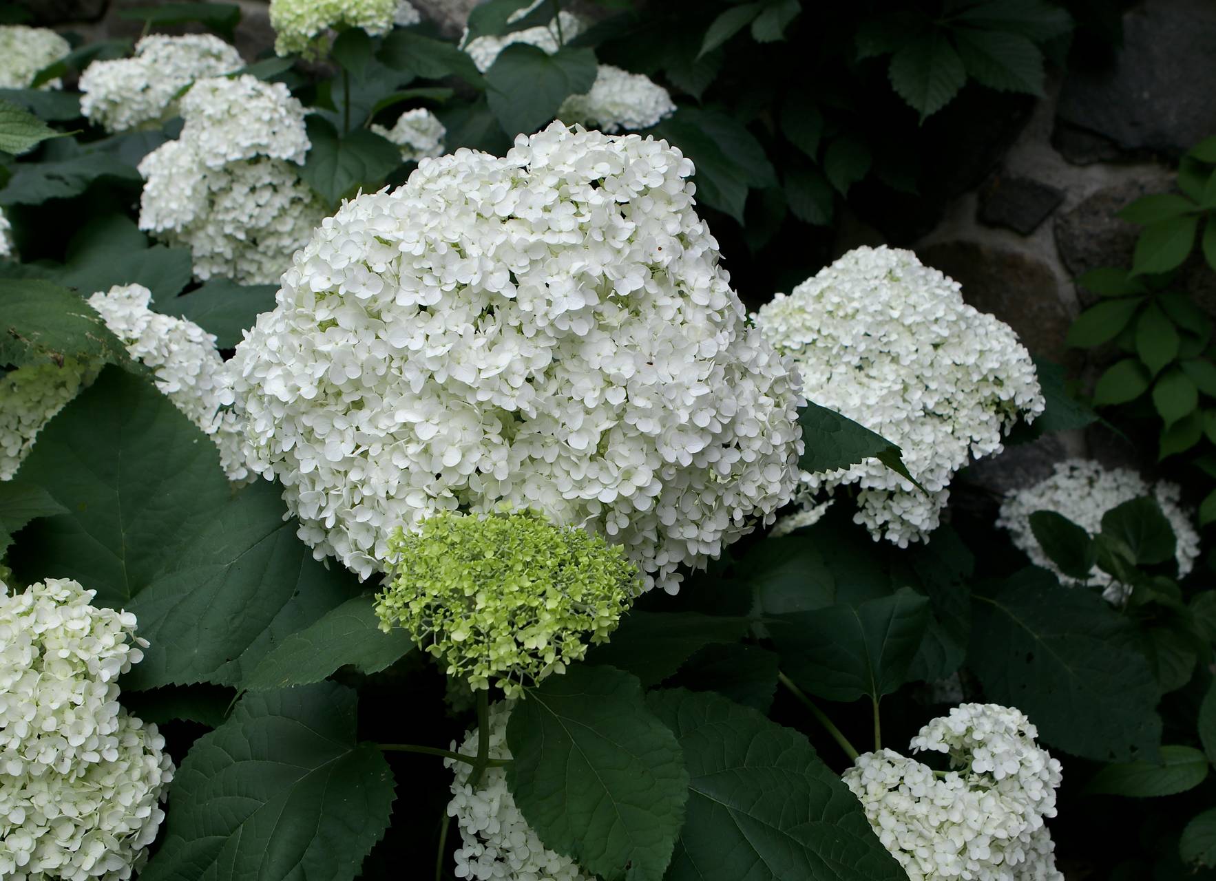Photo of Smooth Hydrangea